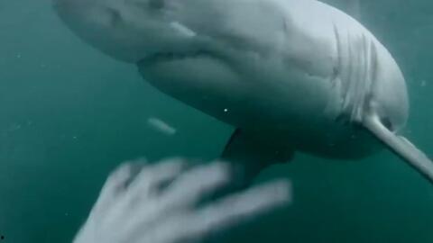娱乐吃瓜酱鲨鱼视频,揭秘鲨鱼视频背后的秘密与趣味  第3张